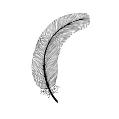 Black fluffy feather. Hand drawn vintage art realistic feather, detailed isolated vector elegant silhouette sketch