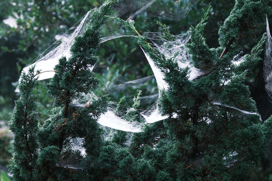 厚い層の蜘蛛の糸