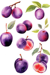 plum watercolor clipart cute isolated on white background