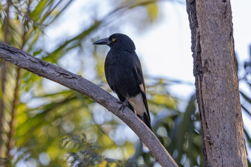 Pied Currawong black bird perched in natural native habitat, New South Wales, Australia