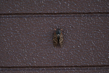 Obraz premium 壁で休む夏のセミ