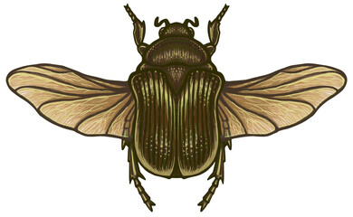 Cockchafer Ukrainian scarab May-bug Green beetle flies with spread wings Hand drawn illustration on transparent background Insect 