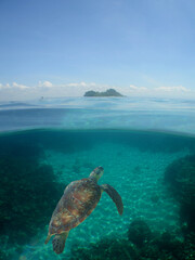sea ​​turtle swimming