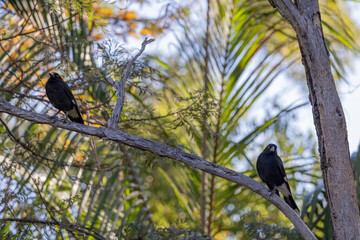 Pied Currawong black bird perched in natural native habitat, New South Wales, Australia