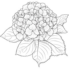 Blooming hydrangea flower outline, botanical vector illustration.