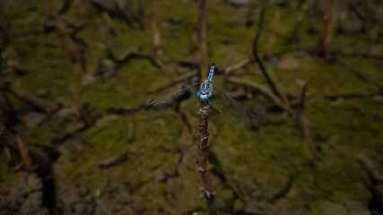 Obraz na płótnie Canvas blue dragonfly on a stick 