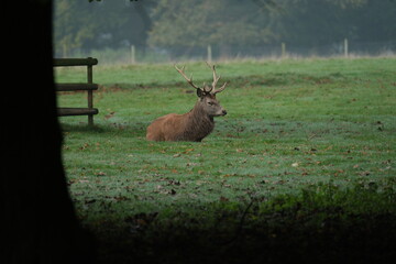 Red Deer located in Tatton Park, Cheshire