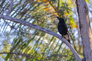 Pied Currawong black bird perched in natural native habitat, New South Wales, Australia