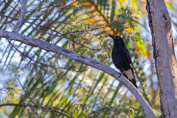 Pied Currawong black bird perched in natural native habitat, New South Wales, Australia
