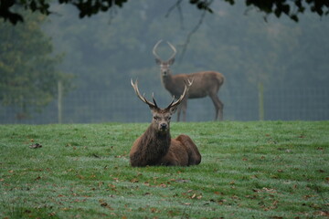 Red Deer located in Tatton Park, Cheshire