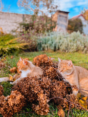 Red tabby cat lies  in a blooming autumn garden.
