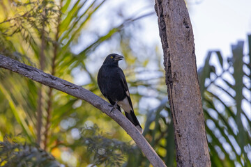Pied Currawong black bird perched in natural native habitat, New South Wales, Australia