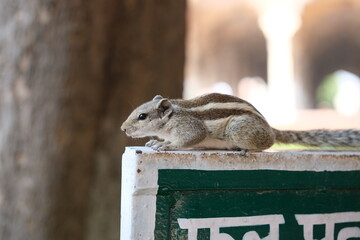 Indian palm squirrel on top of post