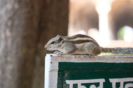 Indian palm squirrel on top of post
