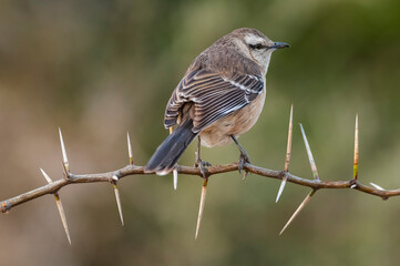 White banded mokingbird in Calden Forest environment, Patagonia forest, Argentina.