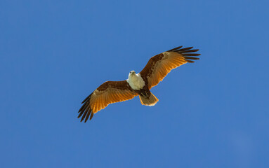 Brahminy kite also known as red-backed sea-eagle seen in flight in natural native habitat, eastern Australia,