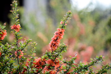 Blossoming Japanese quince in the garden on an early spring day