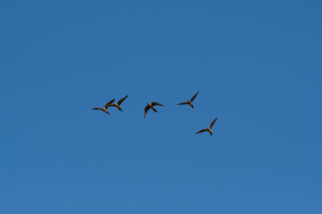 Burrowing Parrot in flight, La Pampa Province, Patagonia, Argentina