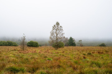 leuchtend gelbe Moorlandschaft im Hohen Venn