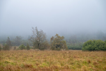 Obraz na płótnie Canvas leuchtend gelbe Moorlandschaft im Hohen Venn im Nebel