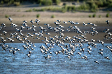 viele in einer Richtung fliegende Strandläufer 