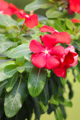 Beautiful red vinca flower blooming in the garden.