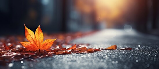 Autumn leaves on wet road blurred background