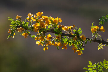 Chañar tree in Calden forest, bloomed in spring,La Pampa,Argentina