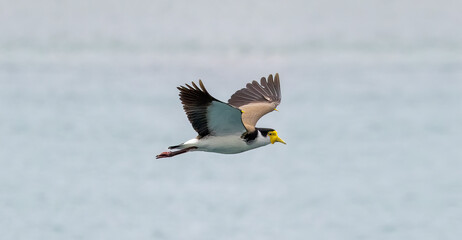 Australian Masked Lapwing in flight over the Tweed River inlet