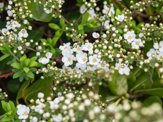 春に咲く、白くて可憐な花の雪柳。