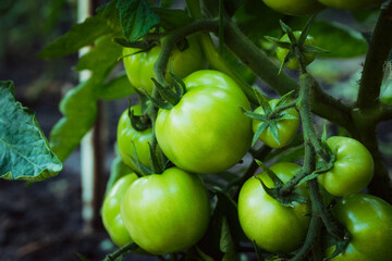 Branches with unripe tomatoes in greenhouse. Selective focus. Shallow depth of field.