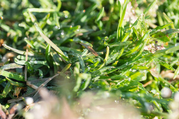 雨粒が輝く緑色の芝生。