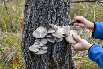 Gray hats of oyster mushrooms grow on a tree. Mushroom picking.