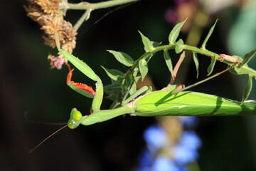 Australian Rain Forest Mantis