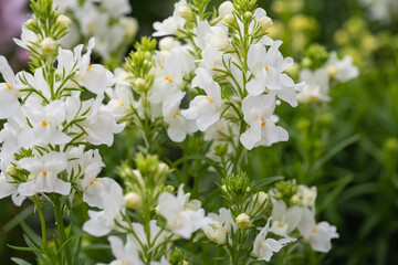 春の花。金魚草に似てるリナリアのクローズアップ。