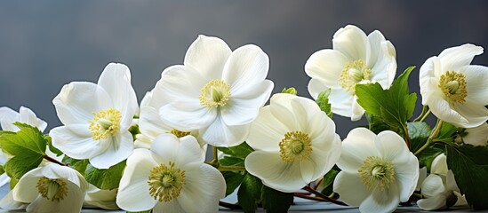 Beautiful white blossoming flowers Helleborus niger illuminated by morning sunlight create a perfect image for Christmas