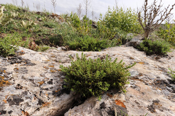 Wild thyme in its natural environment. Rock thyme.