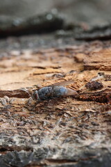 Fly and larvae on the bark of an old apple tree trunk