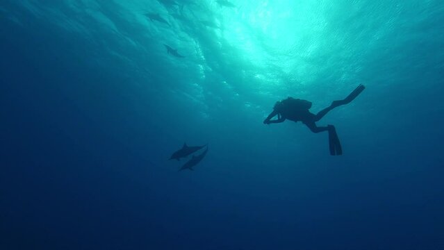Dolphins pod silhouettes swimming under ocean water surface. Scuba diver shooting aquatic mammals, underwater videographer exploring marine animals