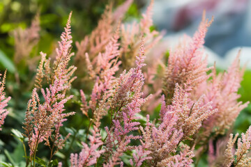 Pink garden flowers suitable for dried bouquets.