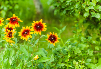 Rudbeckia yellow flowers blooms in the summer garden
