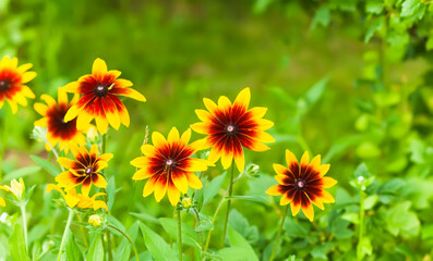 Rudbeckia yellow flowers blooms in the summer garden