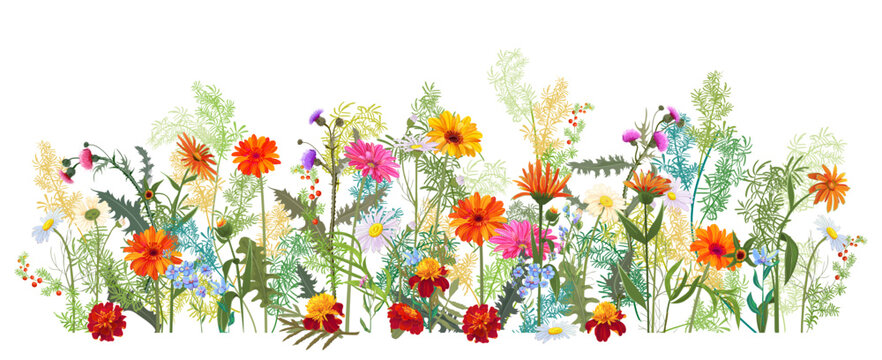 Horizontal autumn&rsquo;s border: marigold, thistles, gerbera, daisy flowers, small green twigs, red berries on white background. Digital draw, illustration in watercolor style, panoramic view, vector
