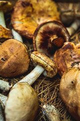 Wild edible mushrooms on the faded coniferous needles. Background and texture. Shallow depth of field.