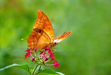 Malay cruiser butterfly