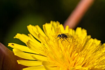 Closeup shot of a black fly on a blooming yellow dandelion flower