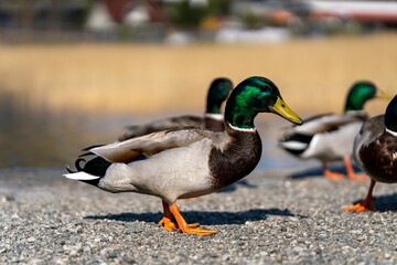 Flock of ducks perched at the edge tranquil body of water near a waterway