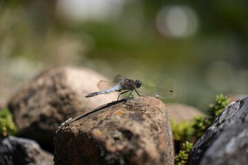 Macro shot of a black dragonfly on a brown rock