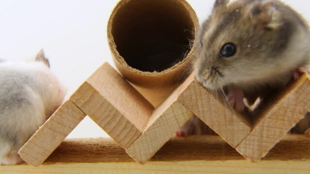 Small, white and gray hamsters run on a wooden barrier.mice are being played.