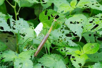 大きく恐怖を感じるカマキリ